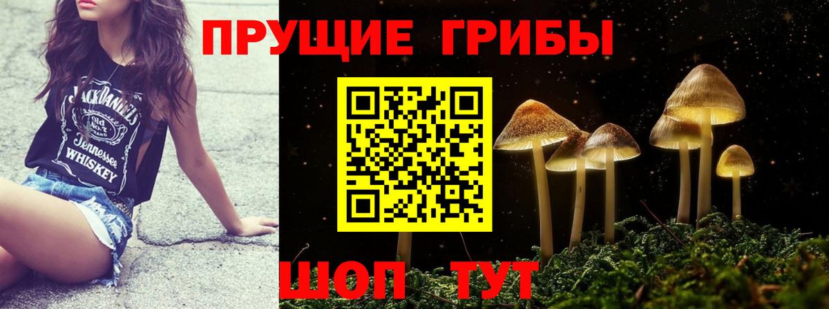 Галлюциногенные грибы Psilocybe Тамбов