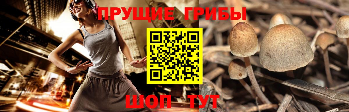 Псилоцибиновые грибы Cubensis  Псилоцибиновые грибы мухоморы  Тамбов  Вход с VPN 